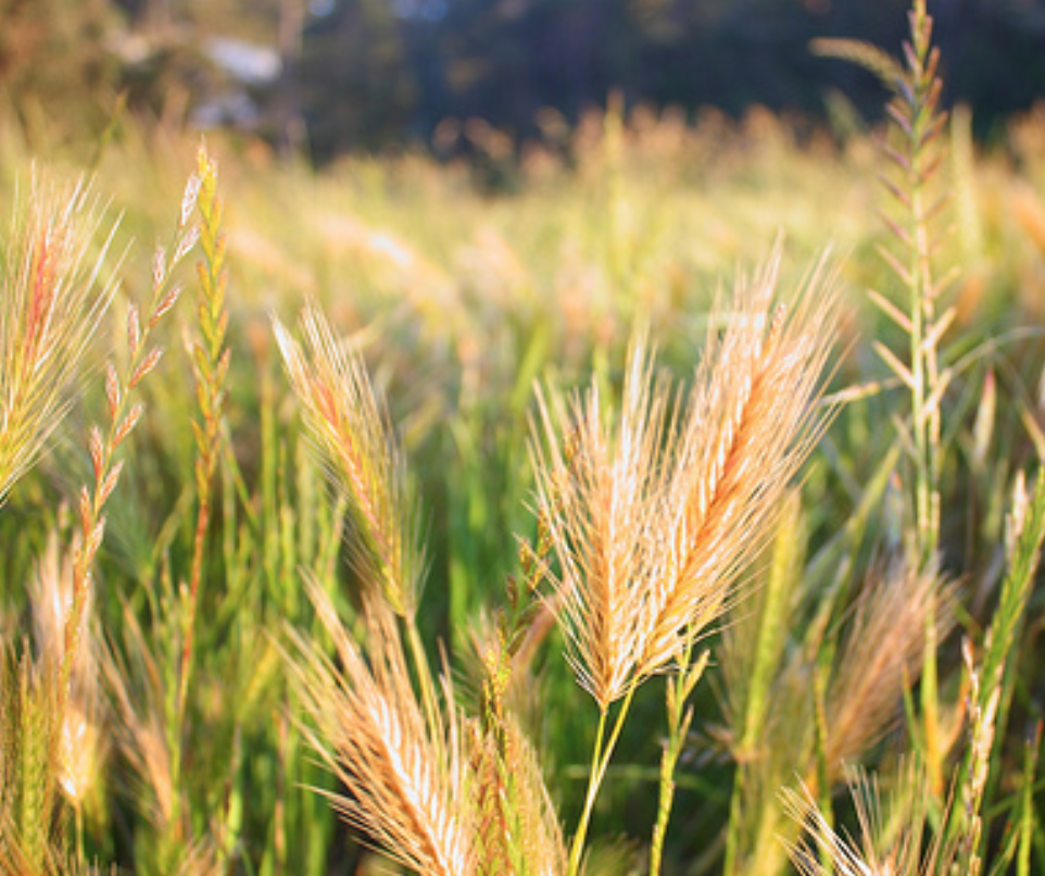 Screen Shot 2018-04-27 at 4.39.08 PM